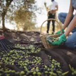 Olive verdi e nere cadute sui teli stesi sotto gli ulivi durante la raccolta, con una persona che le raccoglie in un cesto di vimini e un abbacchiatore appoggiato di lato