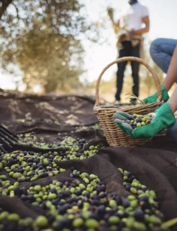 Olive verdi e nere cadute sui teli stesi sotto gli ulivi durante la raccolta, con una persona che le raccoglie in un cesto di vimini e un abbacchiatore appoggiato di lato