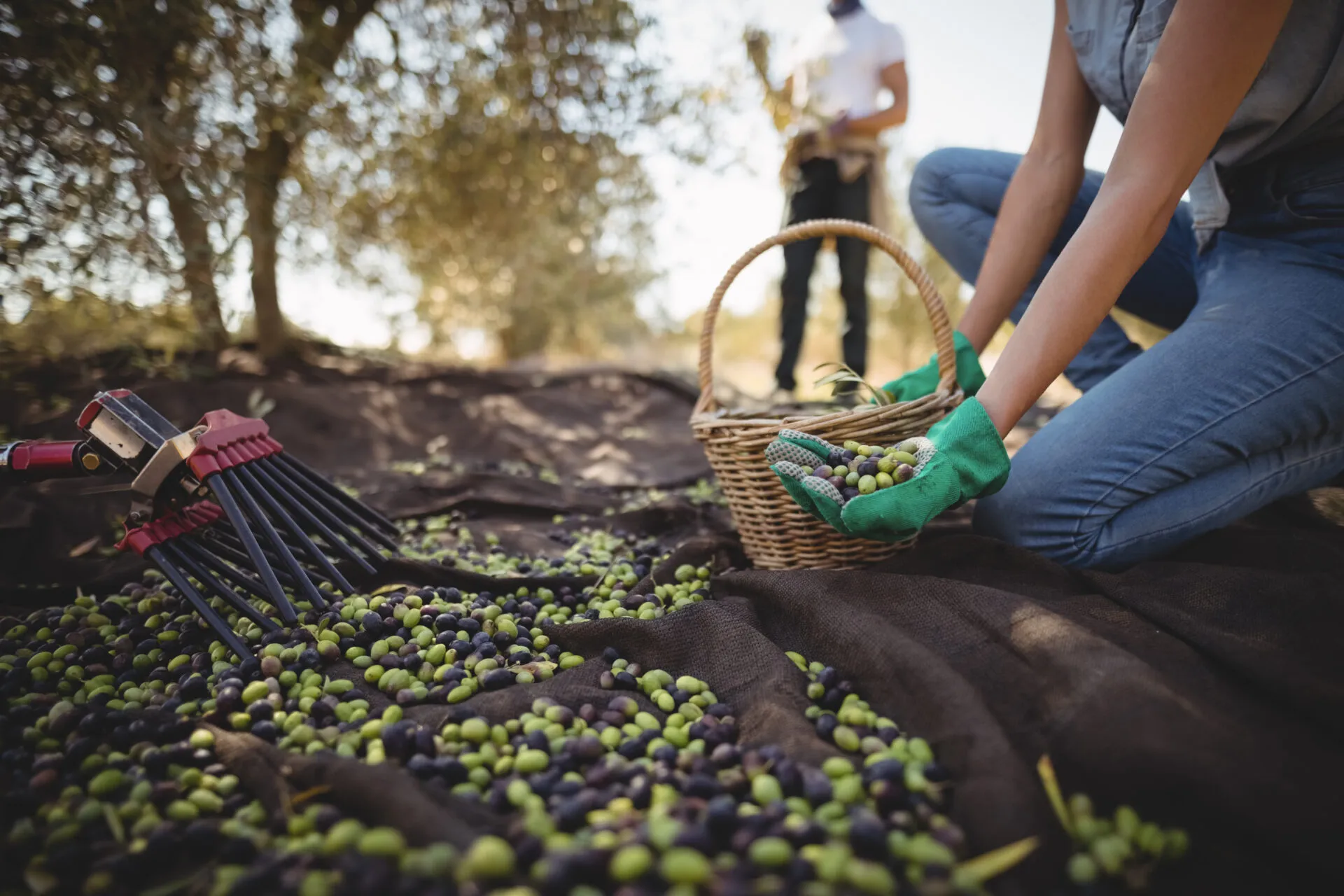 Olive verdi e nere cadute sui teli stesi sotto gli ulivi durante la raccolta, con una persona che le raccoglie in un cesto di vimini e un abbacchiatore appoggiato di lato