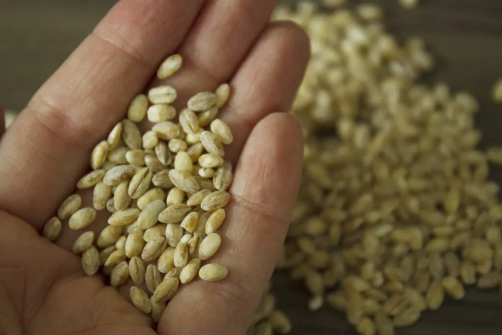 Mano che raccoglie una manciata di chicchi di orzo perlato, con altri chicchi sparsi su un piano di legno scuro