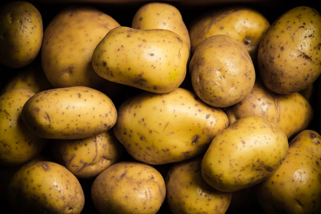 Patate a pasta gialla conservate in una cassetta al buio