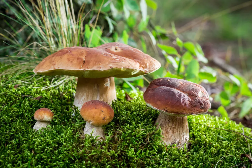 Funghi porcini nel bosco tra il muschio verde