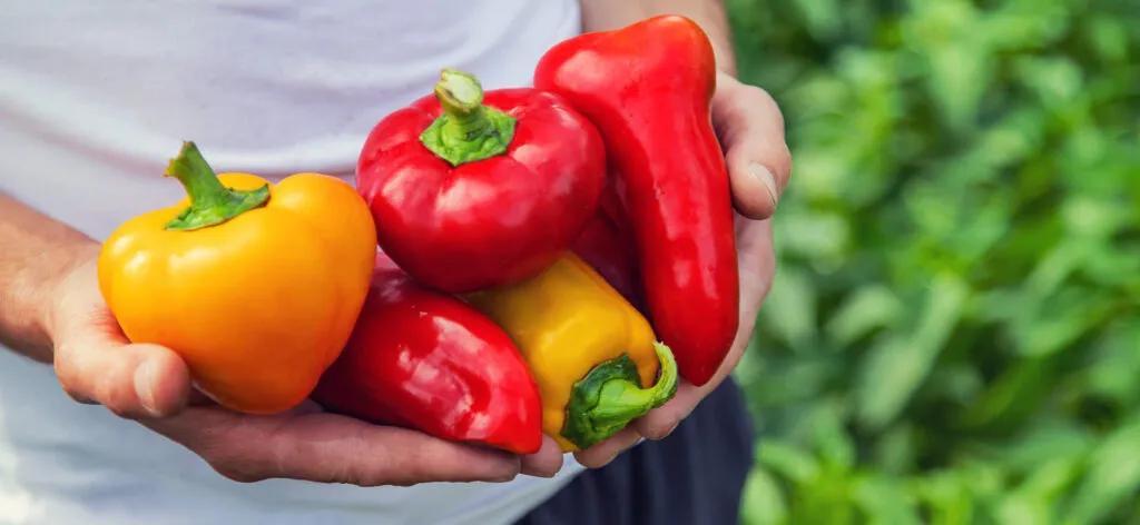 Peperoni rossi e gialli crudi appena raccolti, tenuti fra le mani, con la buccia liscia e tesa