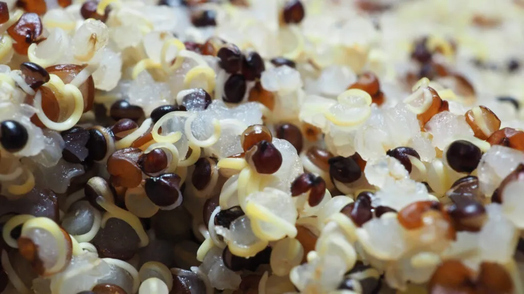 Primo piano di quinoa cotta con i germi bianchi arricciati staccati dai semi diventati traslucidi