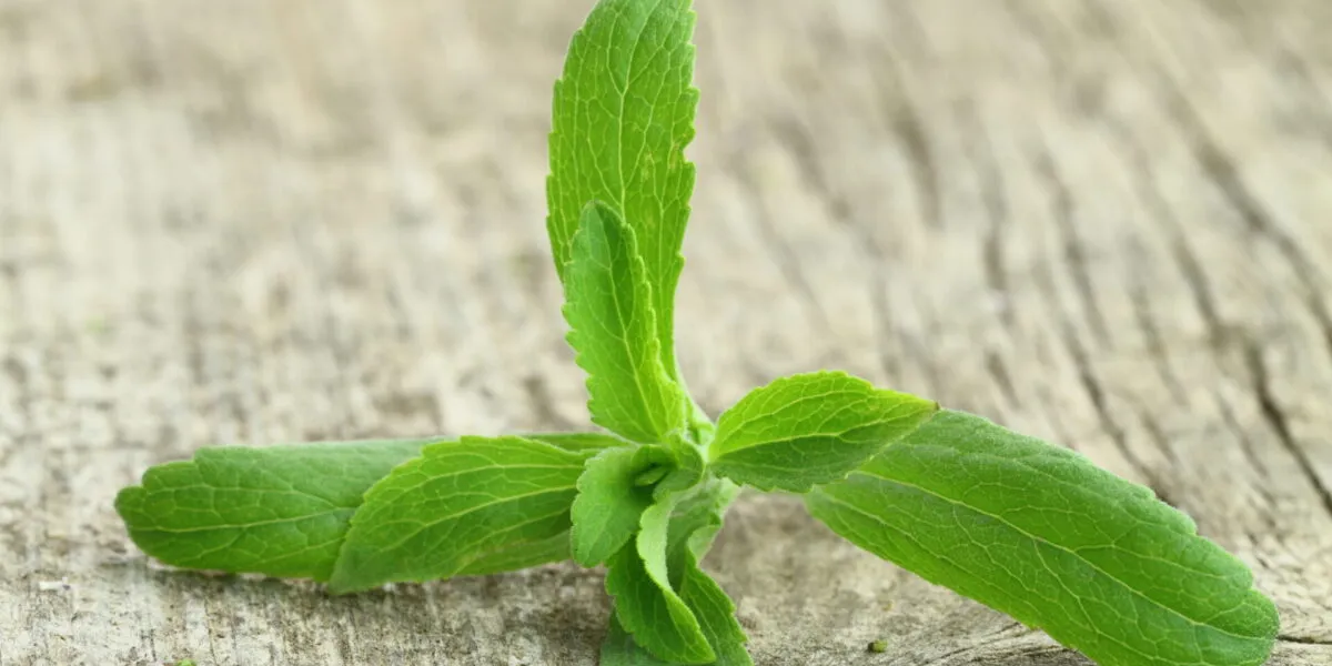Ramo di stevia con foglie verdi dal bordo dentellato appoggiato su una superficie di legno chiaro