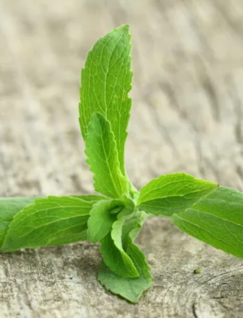 Ramo di stevia con foglie verdi dal bordo dentellato appoggiato su una superficie di legno chiaro