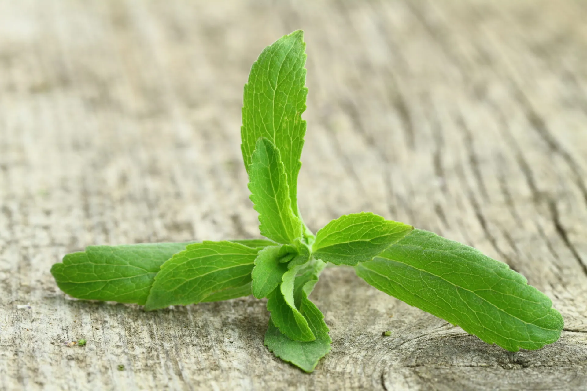 Ramo di stevia con foglie verdi dal bordo dentellato appoggiato su una superficie di legno chiaro