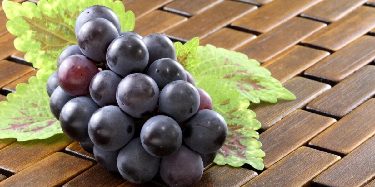 Grappolo di uva nera con la pruina bianca ben visibile sugli acini, appoggiato su un piano di legno