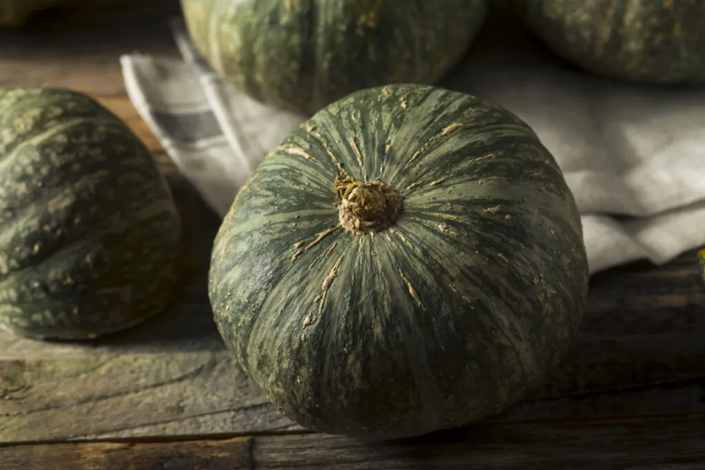 Zucca Delica intera, tonda e schiacciata, con buccia verde scuro striata e peduncolo integro