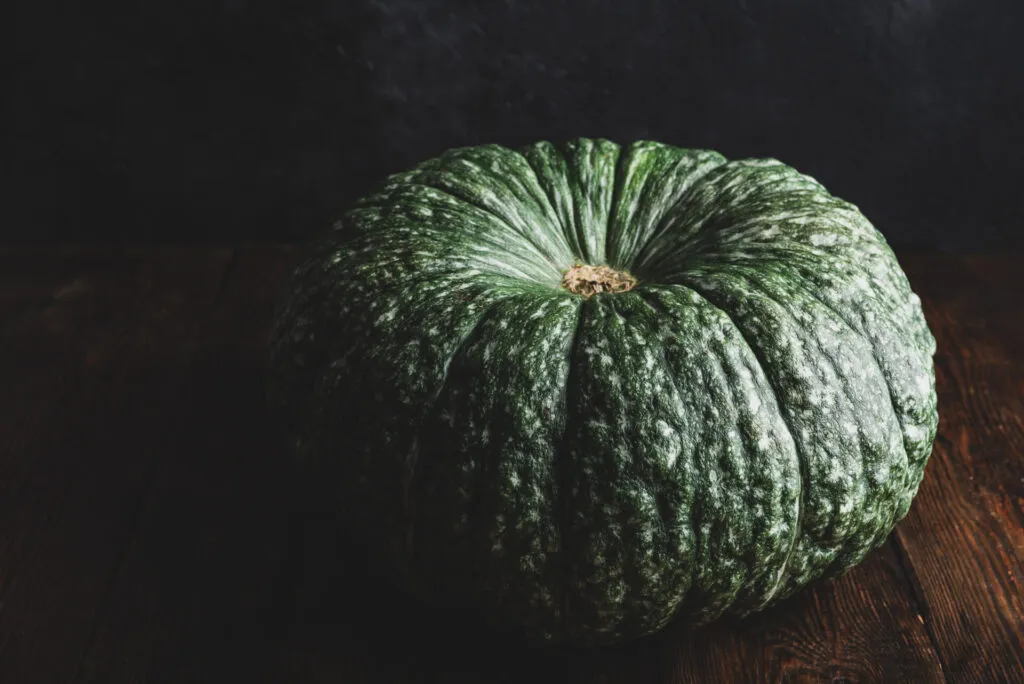 Zucca tonda e costoluta con buccia verde scuro screziata di bianco, di tipo mantovano, su un piano di legno scuro