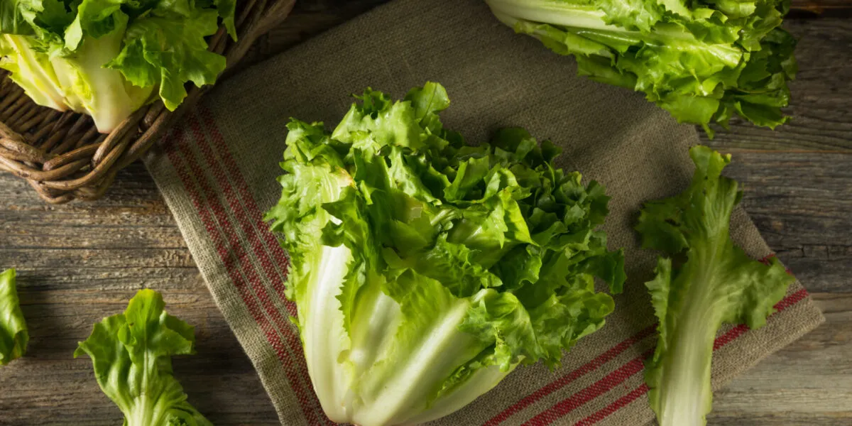 Cespo di scarola tagliato a metà per il lungo, con la costa bianca e il cuore chiaro in evidenza, e una foglia staccata accanto su un canovaccio di lino